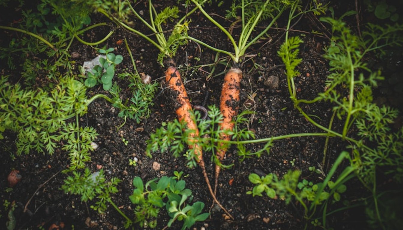 when to plant carrot seeds in chicago