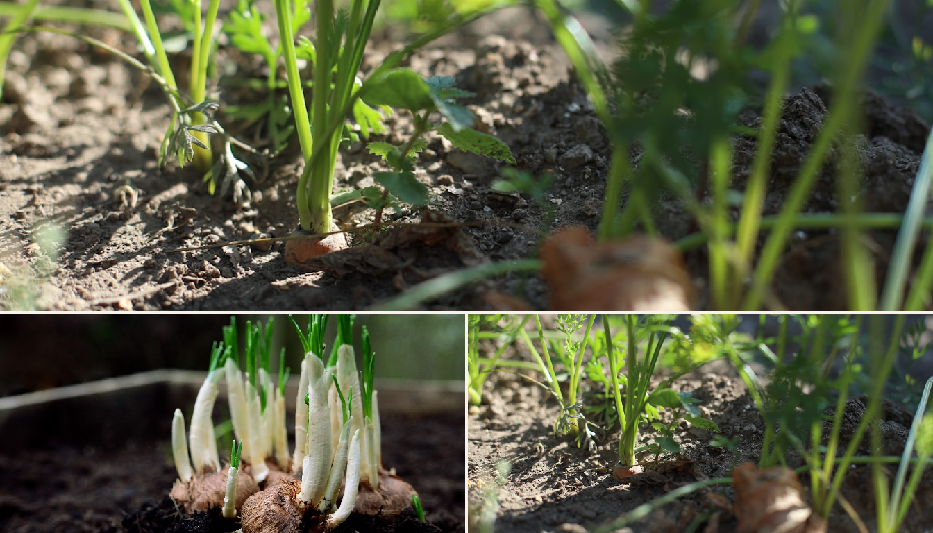Carrot seedlings being planted in a raised bed in a Chicago garden.