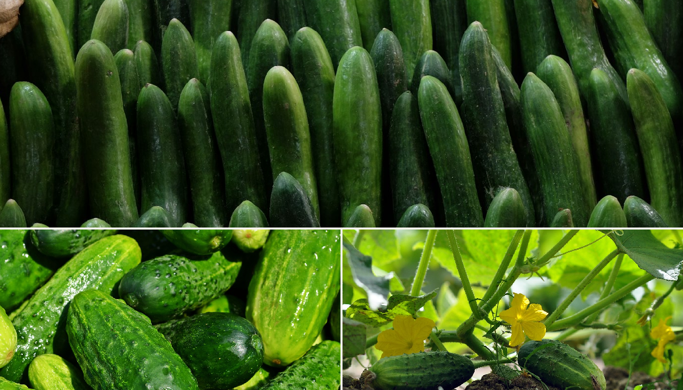 Best Time to Plant Cucumbers in Chicago