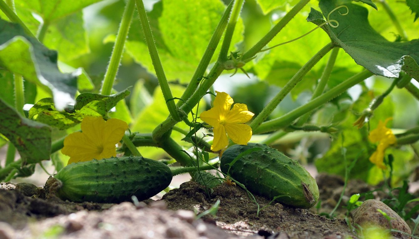 Cucumber showing signs of stress.