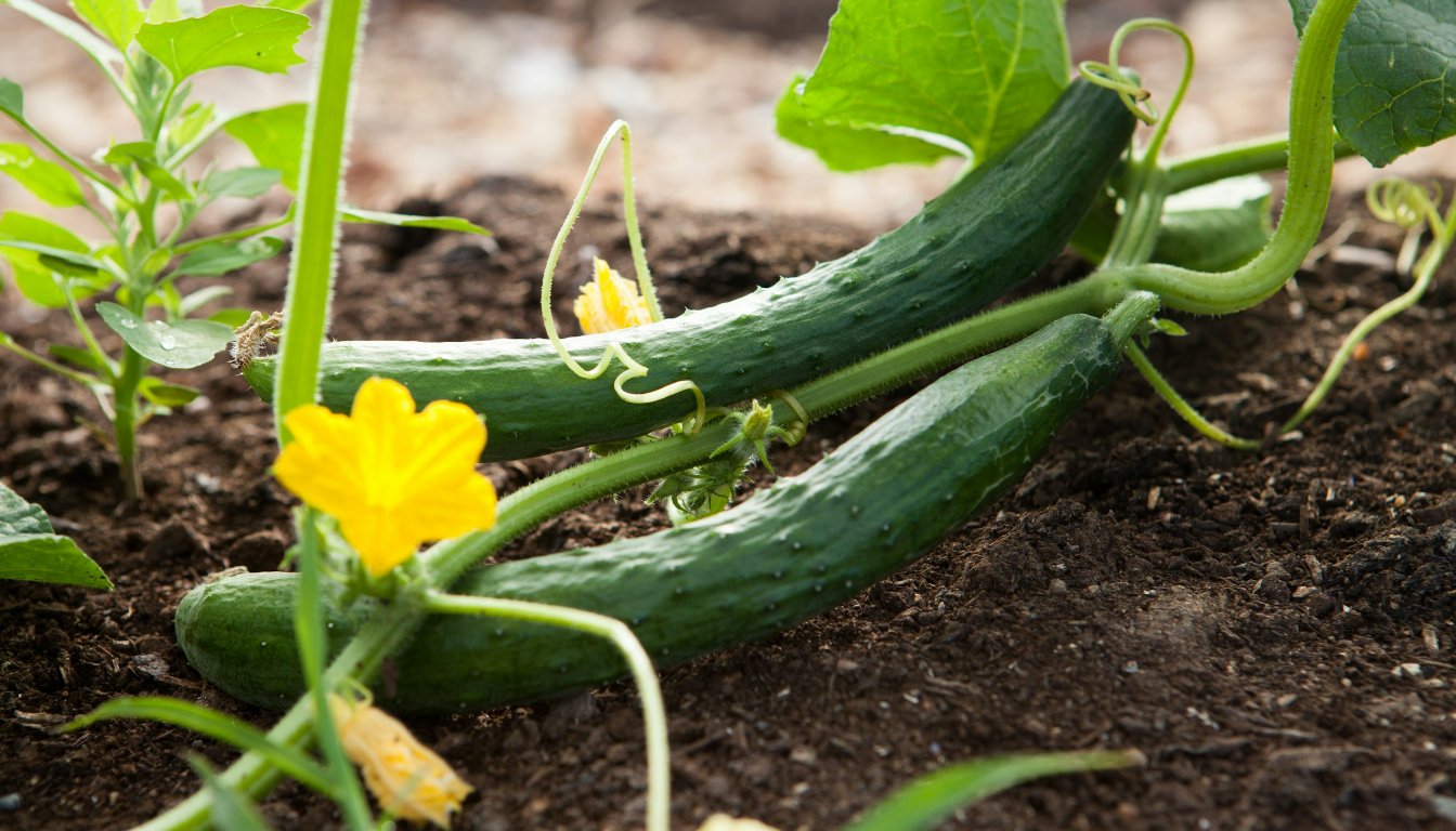 Cucumber seedlings being planted in a raised bed.