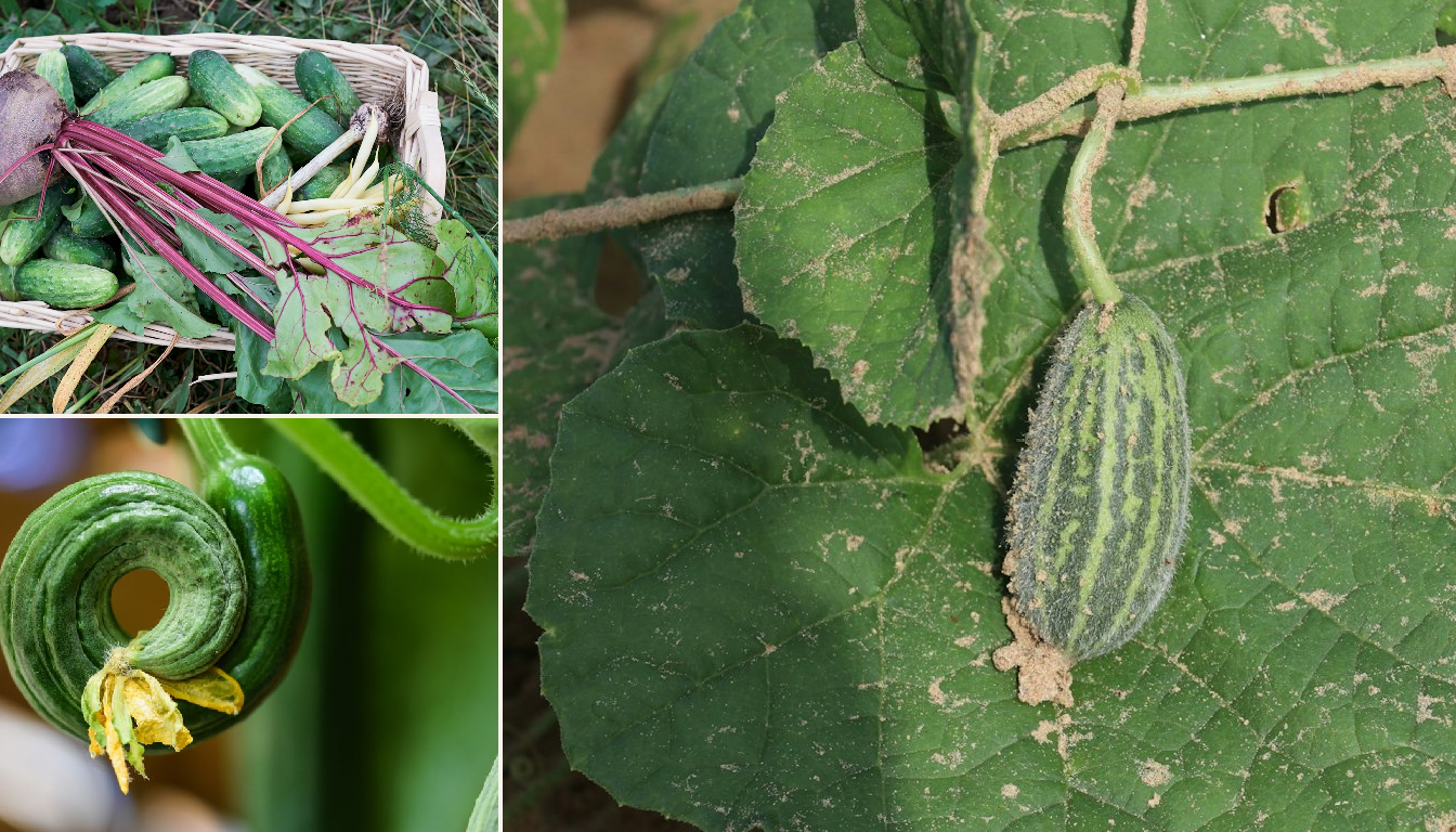 Cucumber showing signs of stress.