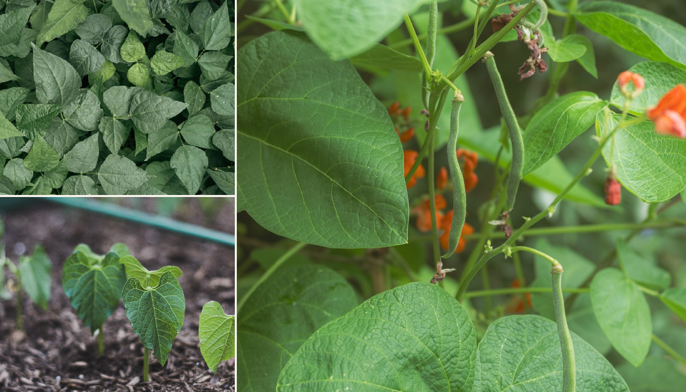 Green bean growing in a garden setting in a garden.