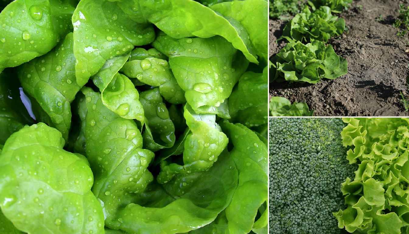 Best Time to Plant Lettuce in Chicago