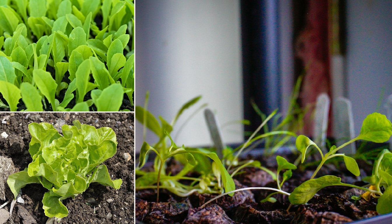 Lettuce seedlings being planted in a raised bed.