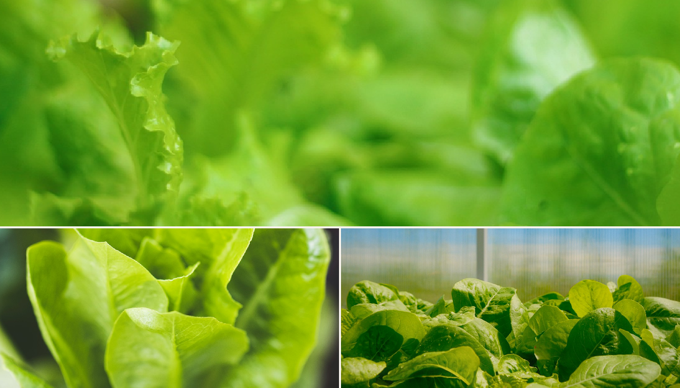 Lettuce showing signs of stress.