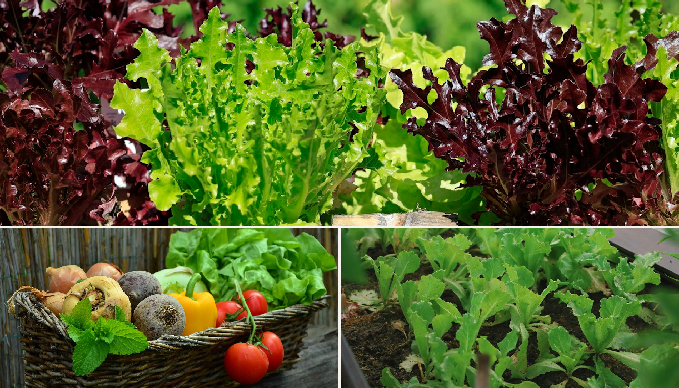 Best Time to Plant Lettuce in Portland
