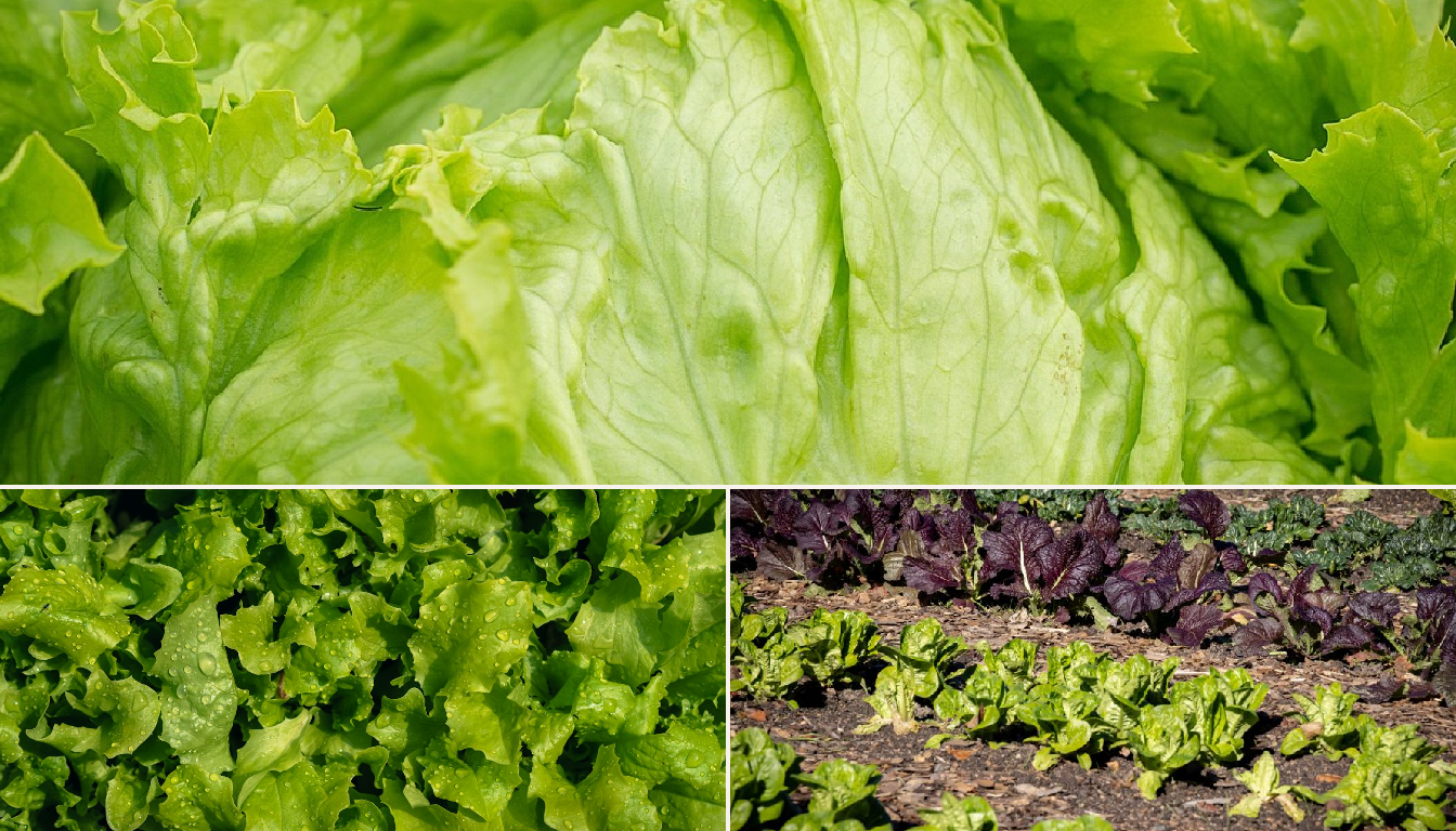 Best Time to Plant Lettuce in Seattle
