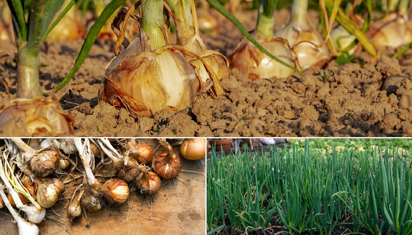 Onion growing in a garden setting.
