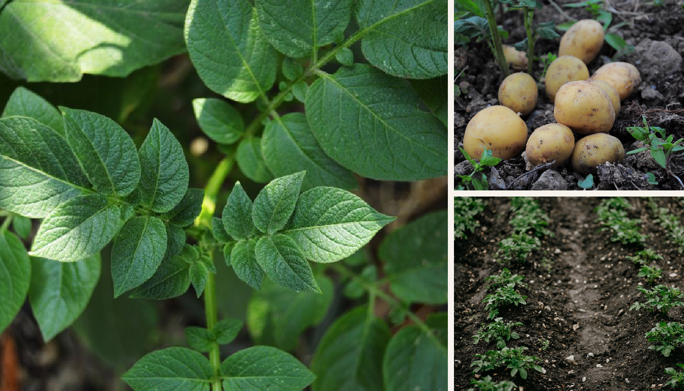 Potato growing in a garden setting in a Los Angeles garden.
