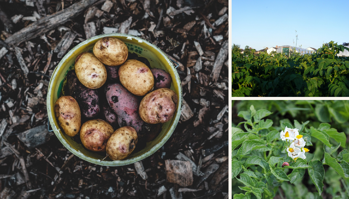 Potato growing in a garden setting in a Melbourne garden.