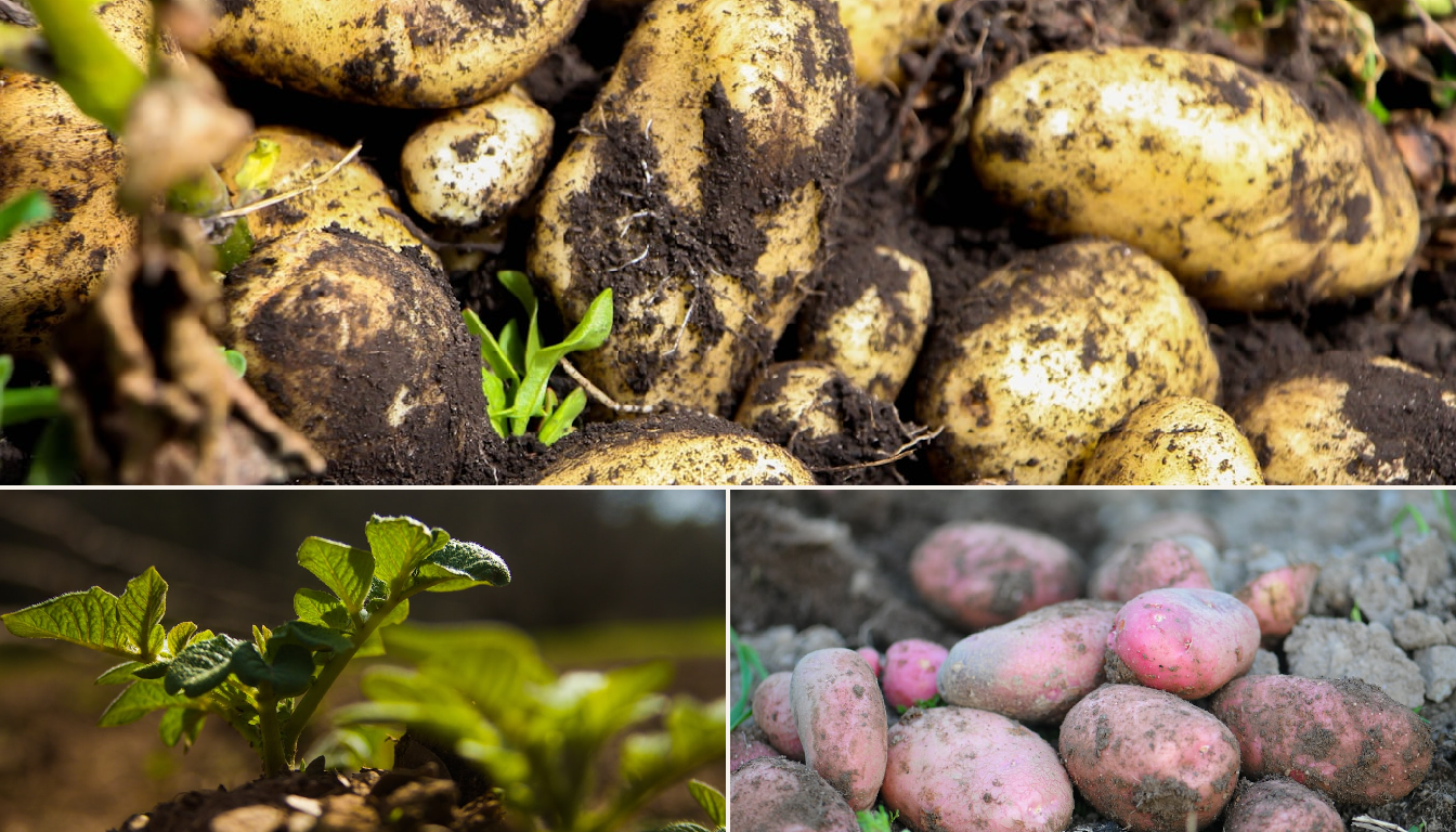 Potato seedlings being planted in a raised bed in a Melbourne garden.