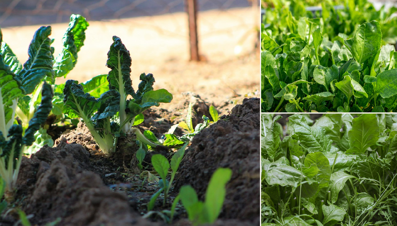 Best Time to Plant Spinach in Chicago