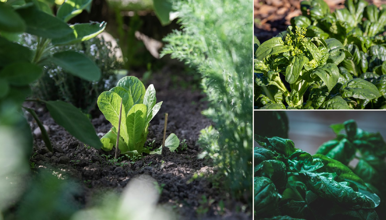 Spinach showing signs of stress.
