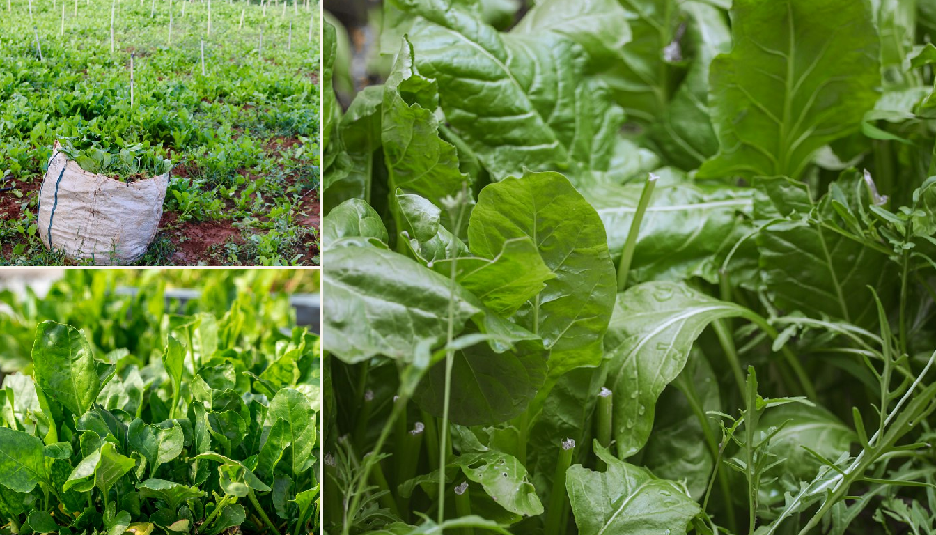 Spinach growing in a garden setting.
