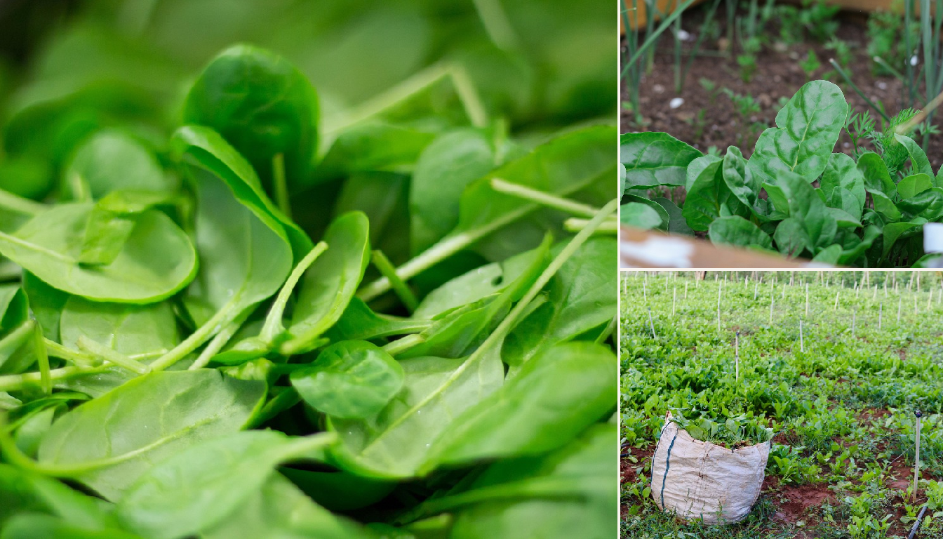 Best Time to Plant Spinach in Portland Oregon