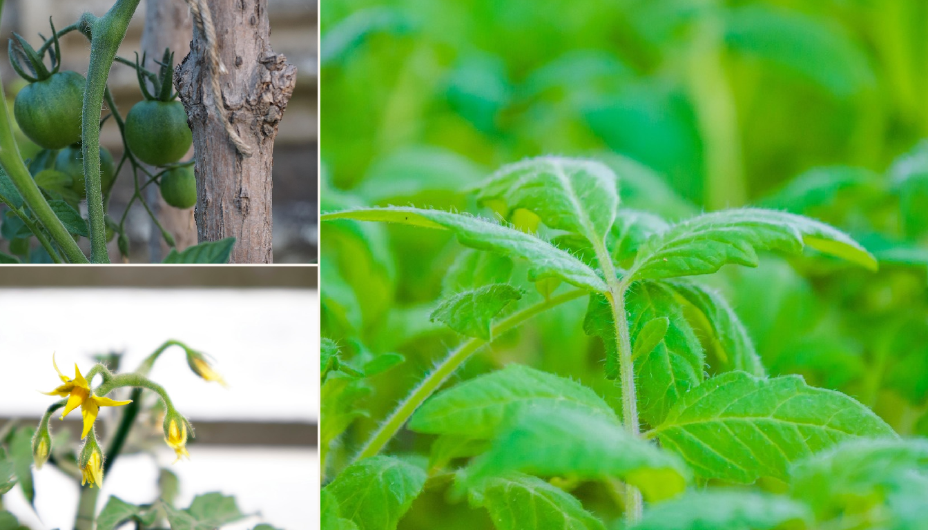Tomato seedlings being planted in a raised bed.