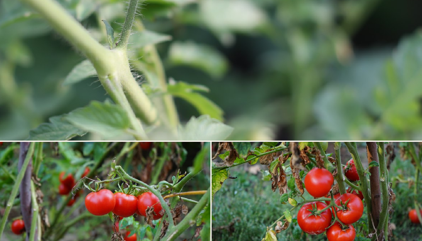 Tomato showing signs of stress.