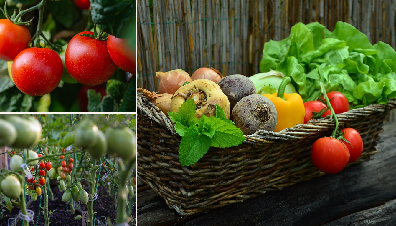 Best Time to Plant Tomatoes in Portland, Oregon