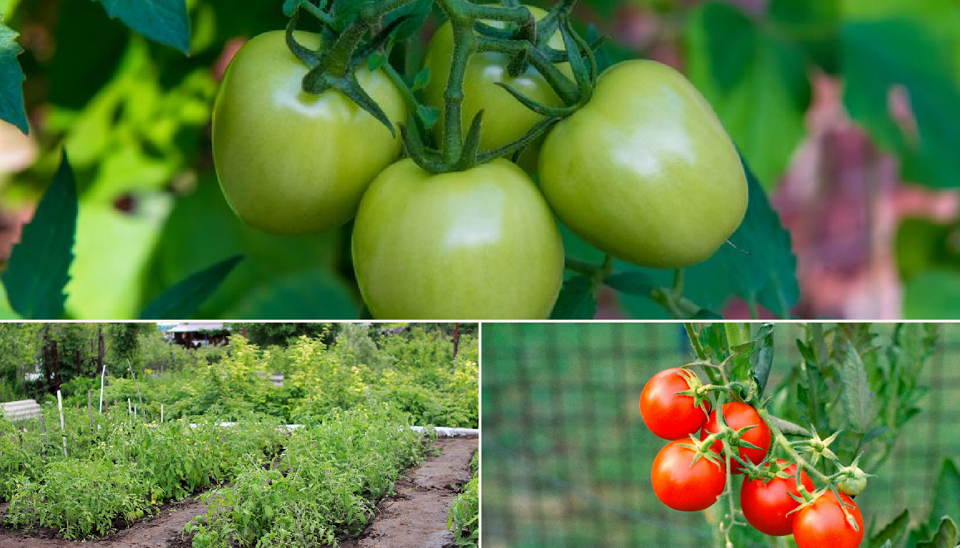Tomato showing signs of stress.