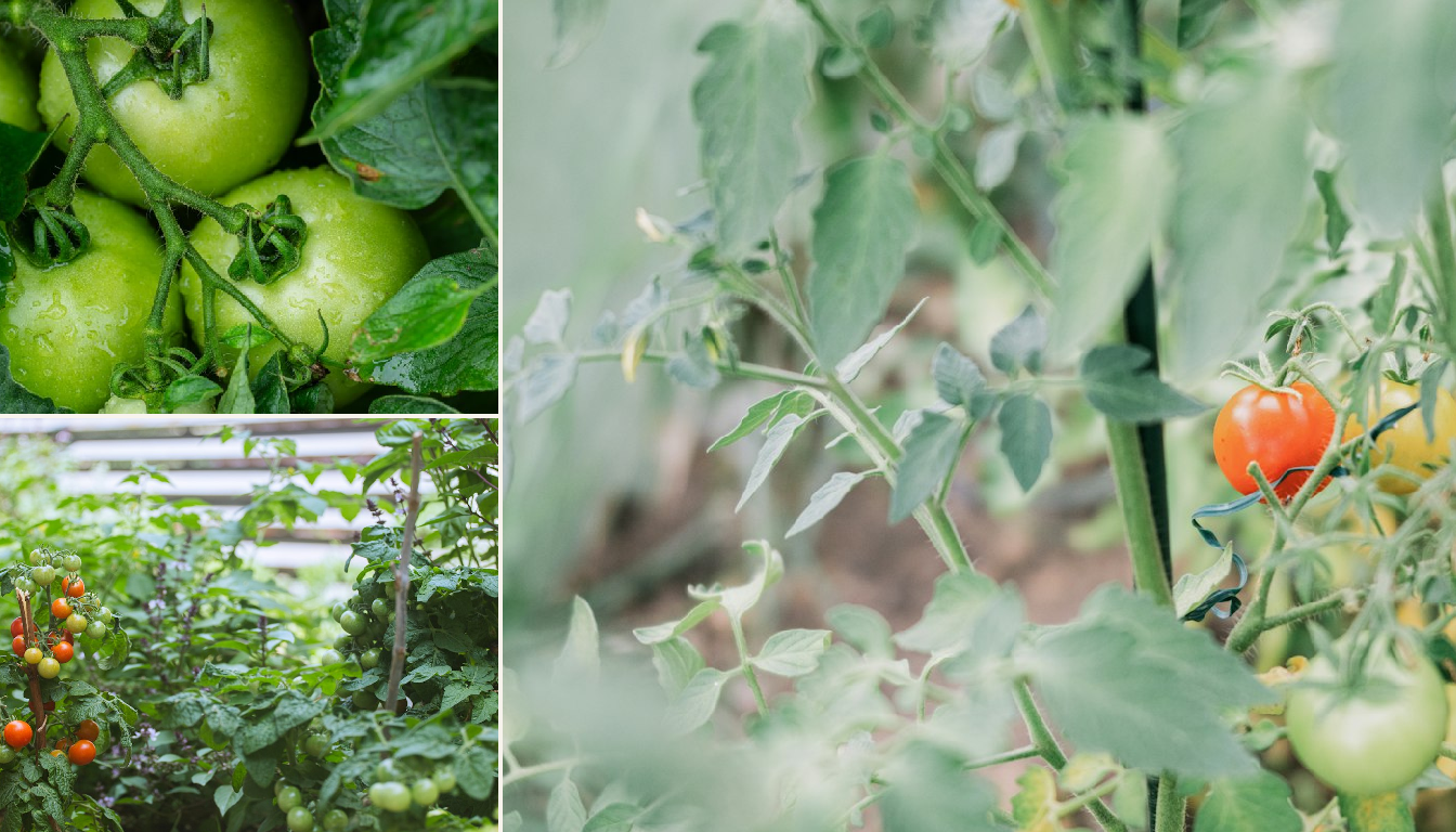 Tomato growing in a garden setting.