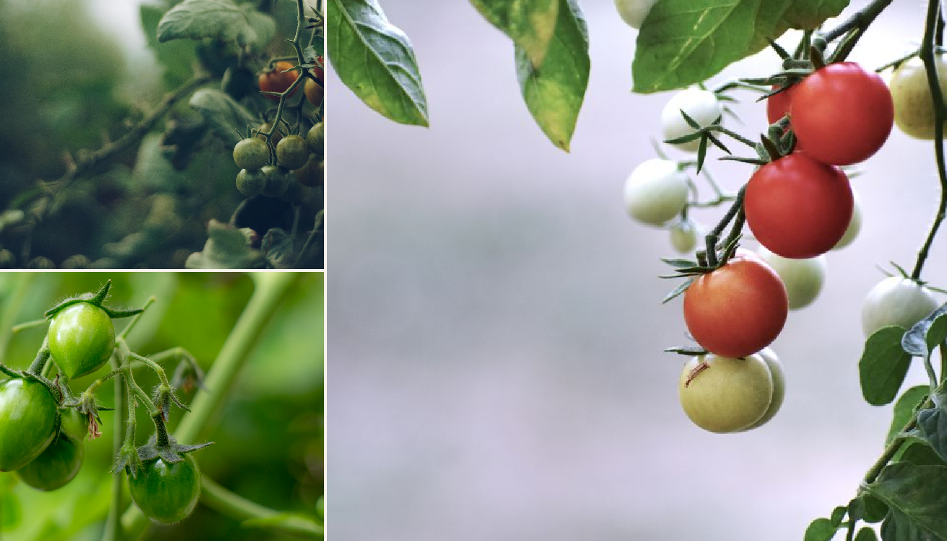 Tomato showing signs of stress.